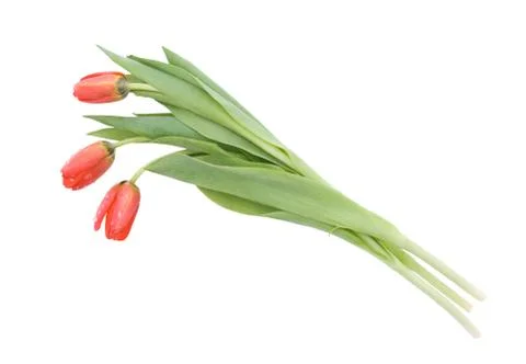 Three tulips Stock Photos