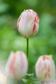 Three tulips Stock Photos