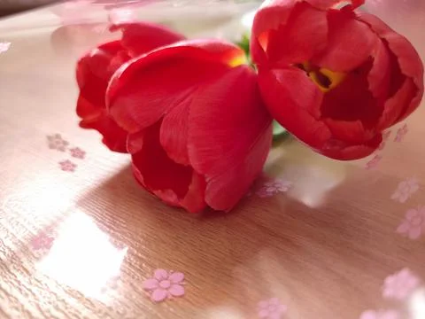 Three tulips 写真素材