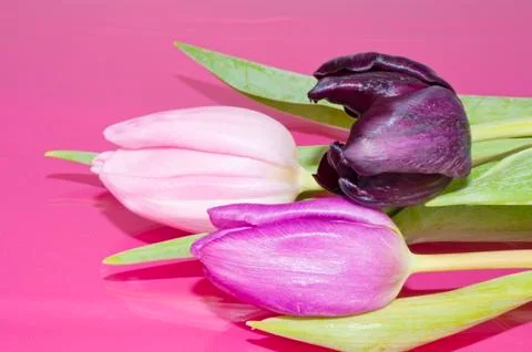 Three tulips on pink background Stock Photos