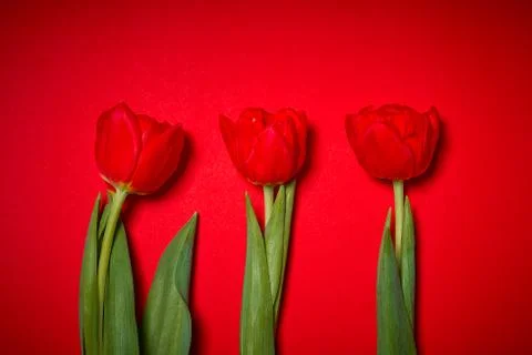 Three tulips on a red background Foto stock