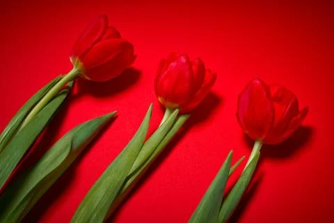 Three tulips on a red background Stock Photos