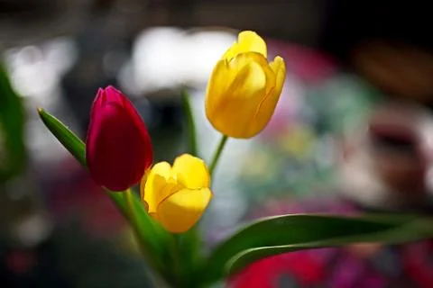 Three tulips in a vase on the dining table, soft focus Stock Photos