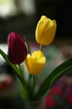 Three tulips in a vase on the dining table, soft focus Stock Photos