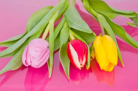 Three tulips on violet background Stock Photos