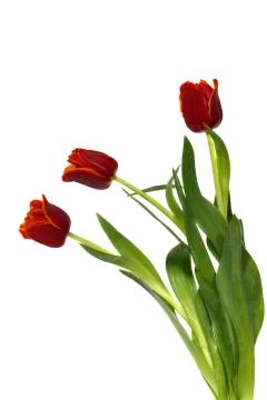 Three tulips on white Stock Photos
