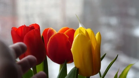 Three tulips on the window Stock Footage 126026817