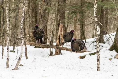 Three turkey on a forest Stock Photos