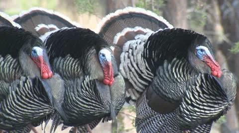 Three Turkey Gobblers Strutting and Gobbling Vidéo 10958853