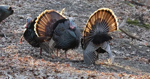 Three Turkey Toms on dislplay Stock Footage 183995351