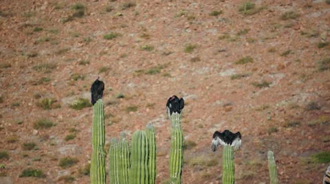 Three Turkey Vultures on Cactus Wings Out Stock Footage 12660602