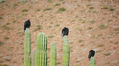 Three Turkey Vultures Cleaning Stock Footage 12658940