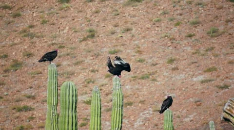 Three Turkey Vultures Stretching Stock Footage 12660153