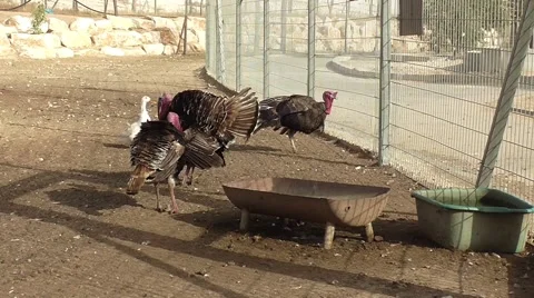 Three turkeys and duck puff their feathers Stock Footage 48892296