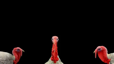 Three turkeys are talking on a black screen. 스톡 동영상 120526110
