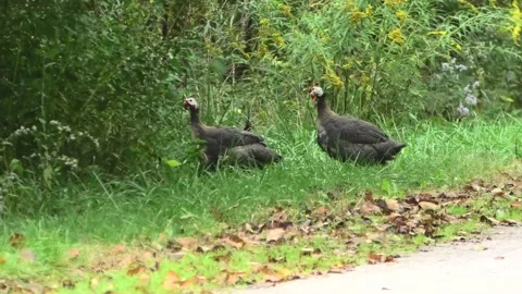 Three Turkeys Captured in a Eye Level Shot 库存影片 139994920