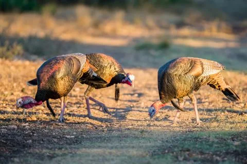 Three Turkeys Foto stock
