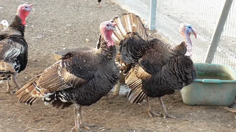 Three turkeys puff their feathers Stock Footage 39948173