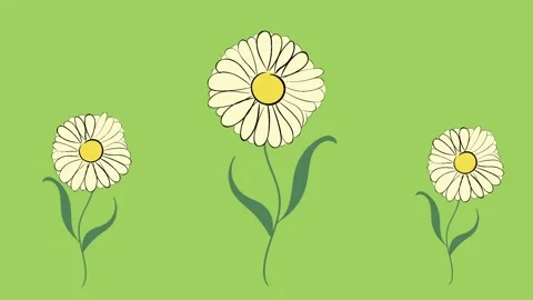 Three turning camomiles Stock Footage 92937157