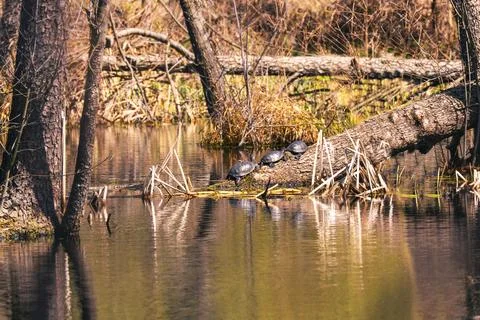 Three turtles bask in the sun on a fallen log in a forest lake Stock Photos