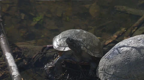 Three Turtles Basking Stock Footage 46020844