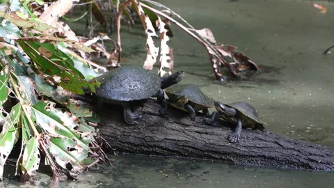 Three turtles basking on a log above calm water. Stock Footage 314932436
