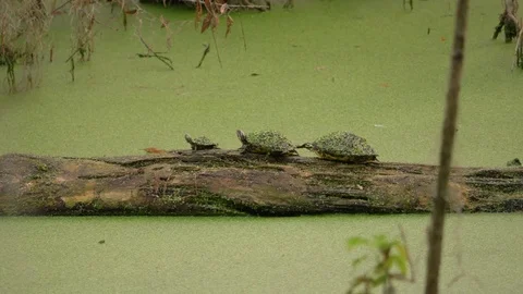 Three Turtles Centered in Frame, 4K Stock Footage 71751426