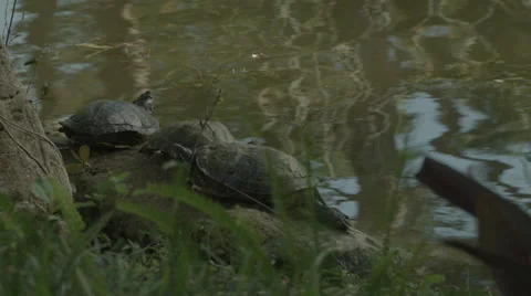 Three Turtles Chillin' on the shore Vídeo Stock 61198193