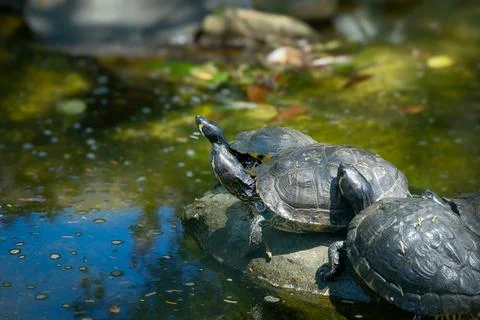 Three turtles crowd to get sun on a rock in still waters Stock-Fotos