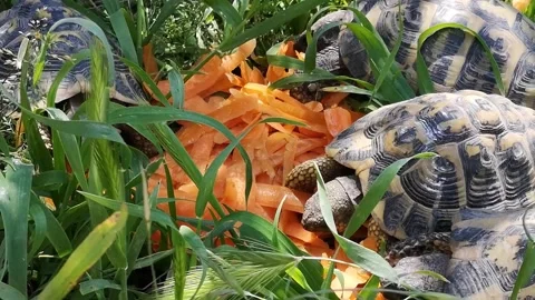 Three turtles eat in a garden Stock Footage 164294234
