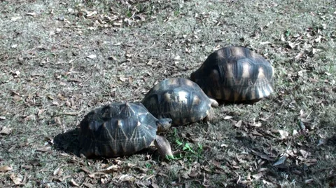Three turtles eating Stock Footage 38850646