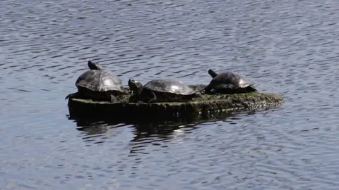 Three turtles Stock Footage 325312173