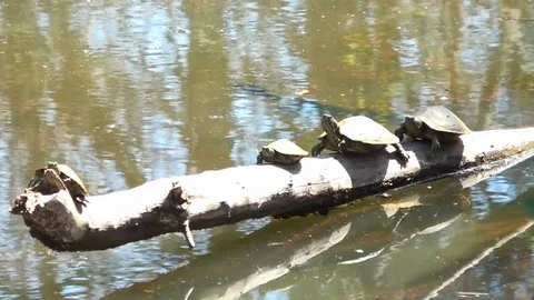 Three Turtles on a Log Stock Footage 104990913