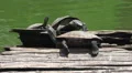 Three Turtles On Log Sarusawa-ike Pond Nara Japan 4k or 4k+ Resolution