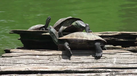 Three Turtles On Log Sarusawa-ike Pond Nara Japan Stock Footage 47019796