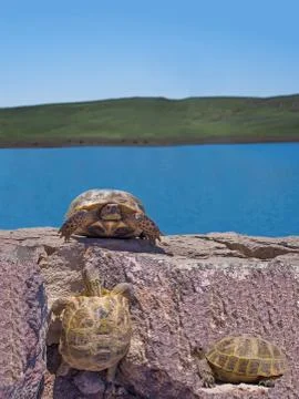 Three turtles Stock Photos