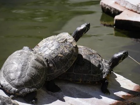 Three turtles piled on top of each other Stock Photos