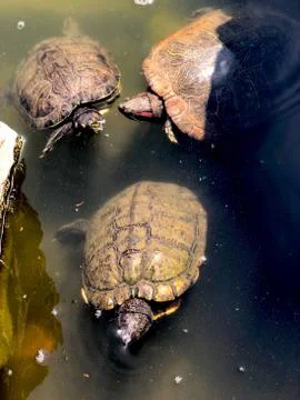 Three turtles in a pond. Stock Photos