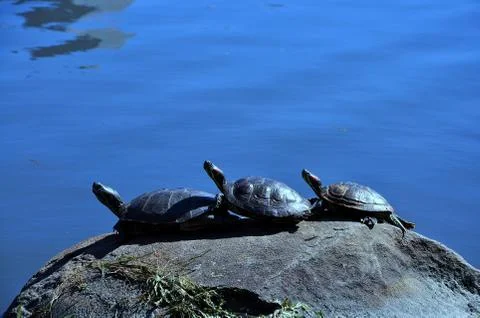 Three turtles on the rock Stock Photos