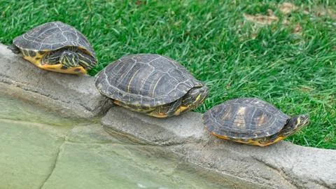 Three turtles in a row Stock Photos