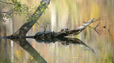 Three turtles sit on a log in the fall over reflected lake water Video stock 56981792