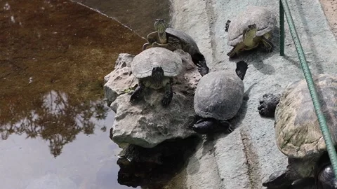 Three turtles sitting on a rock in Cuban rescue center Stock Footage 135144049