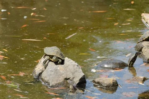 Three turtles on the stone in the pond Stock Photos