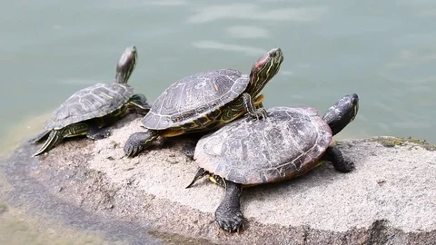 Three turtles sunbathing Stock Footage 76022357