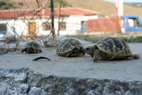 Three turtles on the wall Stockfoto's
