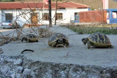 Three turtles on the wall Stockfoto's