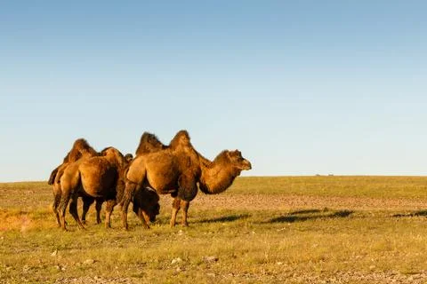 Three two-humped camels Stock Photos