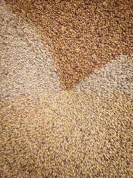 Three types of barley malt Stock Photos