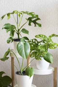 Three types of monstera plants: Minima, Deliciosa and Adansonii in white flow Stock Photos