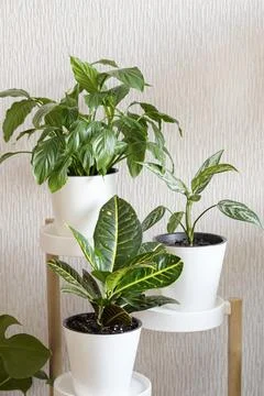 Three types of plants: Croton or Codiaeum, Spathiphyllum and Aglaonema in whi Stock Photos